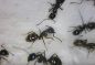 Preview: Camponotus friedae